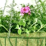 thumbnail_Hanging_Baskets_1-870x470
